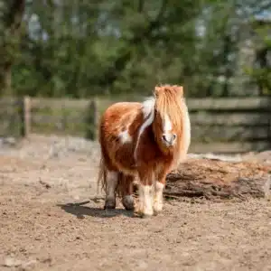 Ponykamp 13 oktober